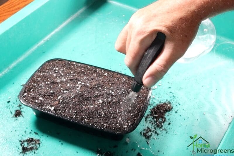 how to germinate microgreens using the buried blackout method