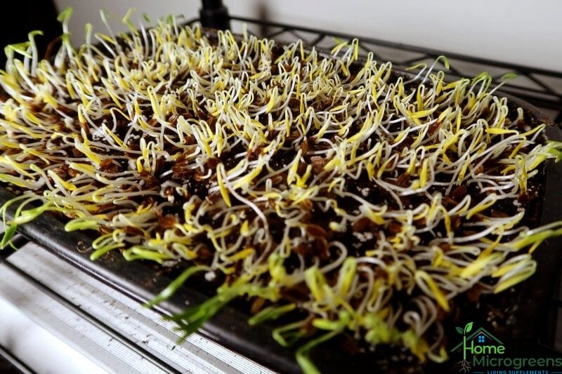 time to place lovage microgreens under lights