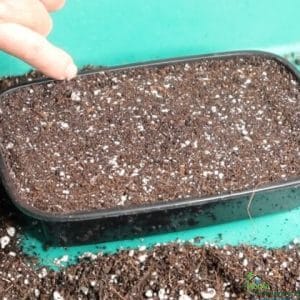 microgreen tray with potting mix