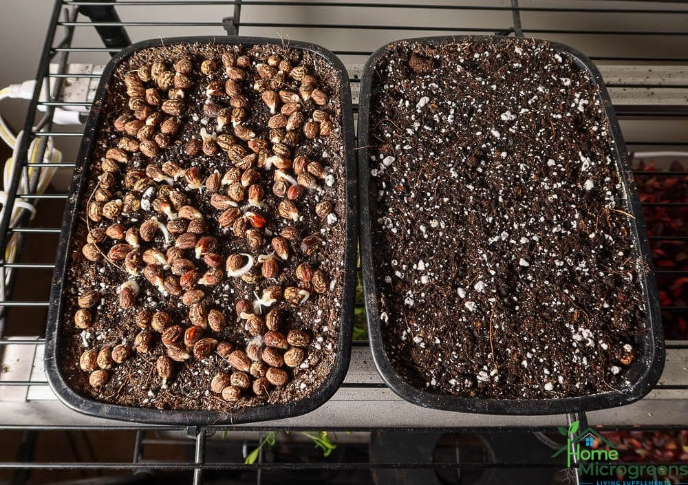 germination of nasturtium microgreens