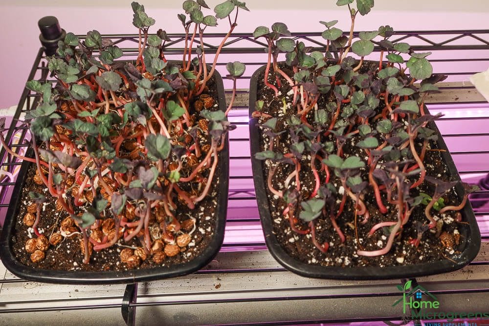 nasturtium microgreens after 2 days under the lights