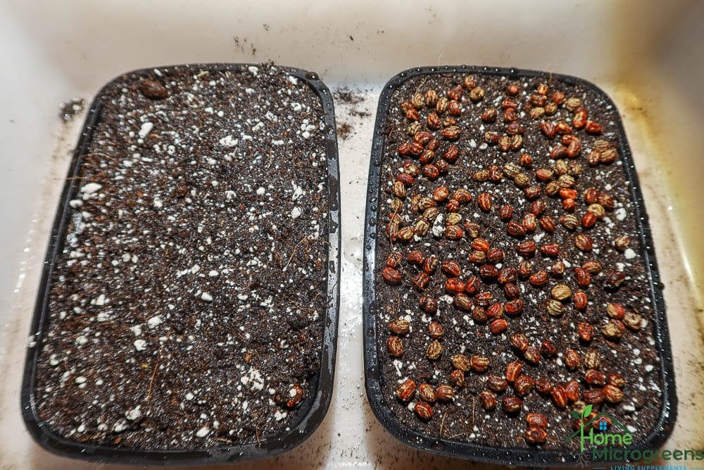 buried and weighted method for nasturtium microgreen seed