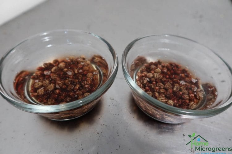 soak nasturtium seeds