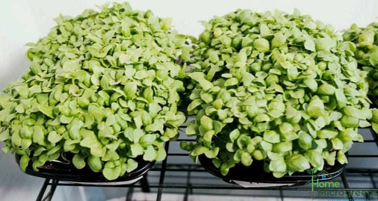 comparing basil microgreens using fertilizer with home microgreens potting mix.
