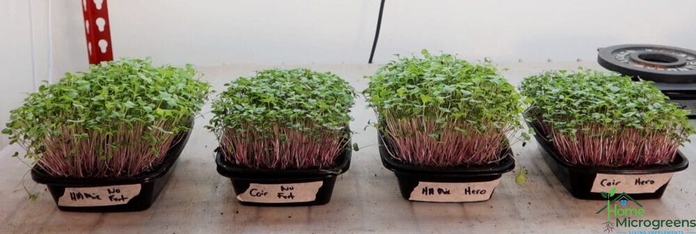 Kohlrabi microgreens after day 10 using fertilizer