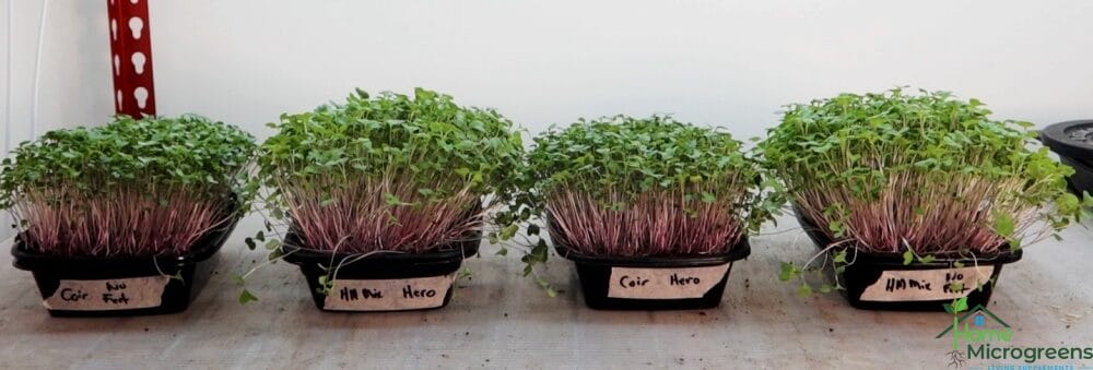 using a microgreens fertilizer on kohlrabi microgreens