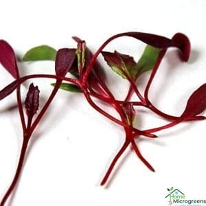 Detroit Red Beet Seed for Microgreens - Organic