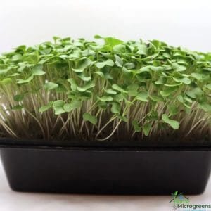 Waltham Broccoli Microgreen Seeds