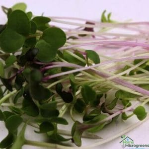 Mighty Microgreen Salad Mix Seed