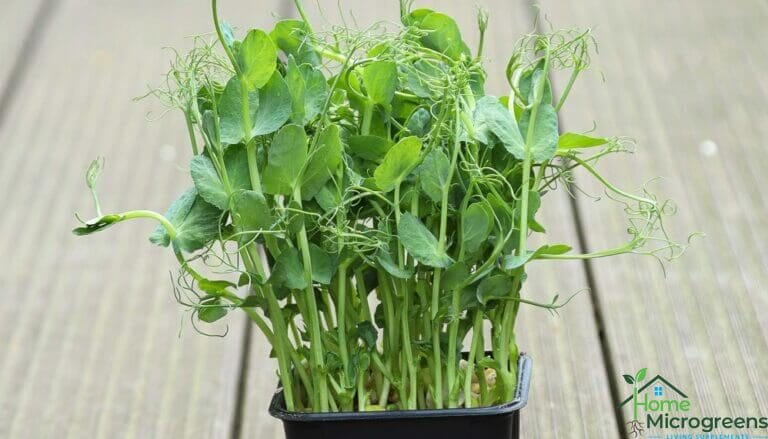 benefits of eating pea shoots