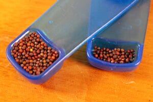 tatsoi mustard seed for microgreens