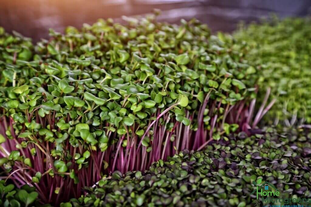 losing weight with microgreens