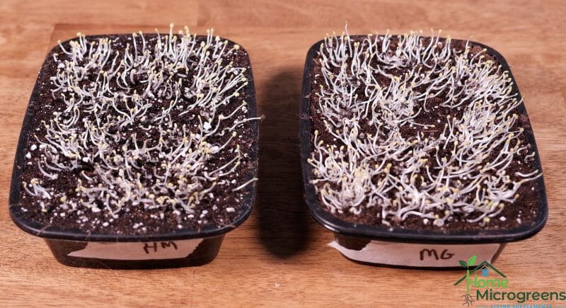 basil microgreens 6 days after planting in Hm potting mix and miracle gro potting mix