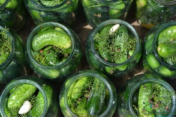 use dill microgreens when pickling