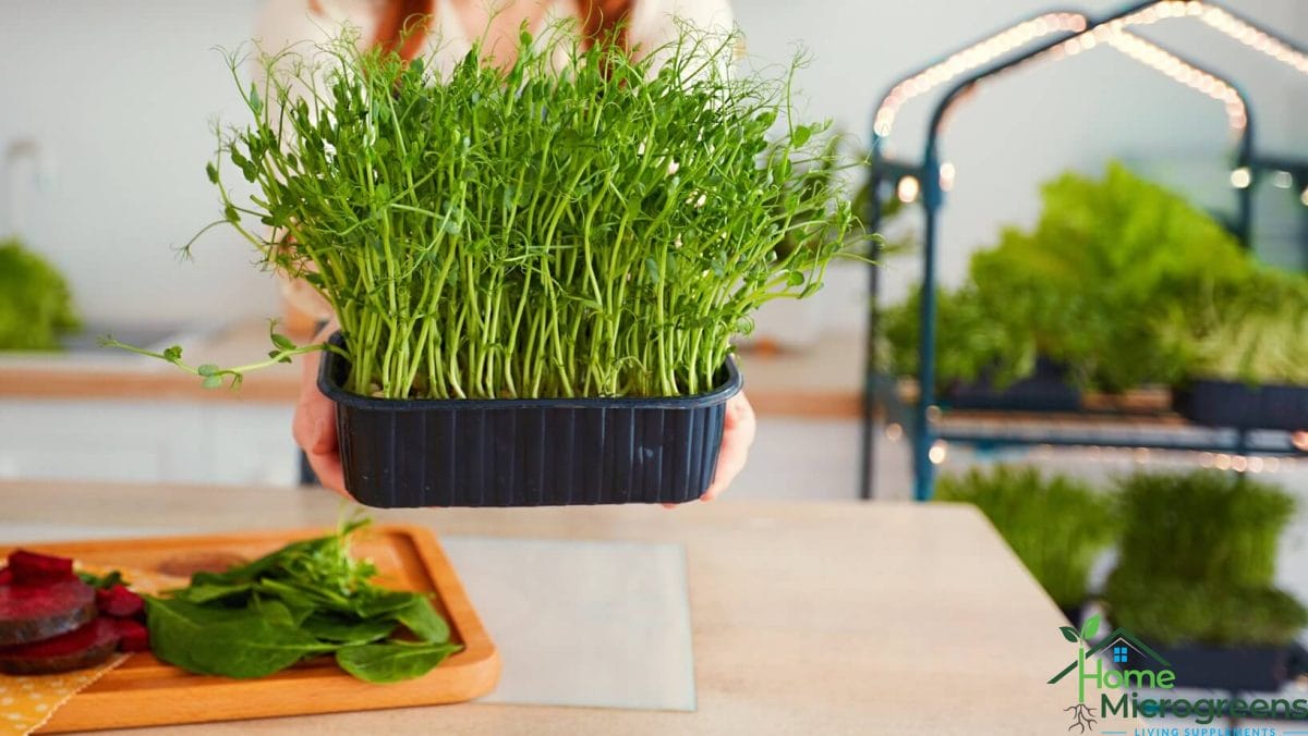 resource for microgreen nutrition