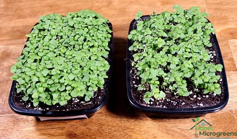comparing how basil microgreens grow